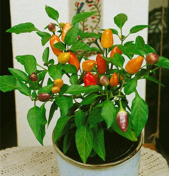 Paprika