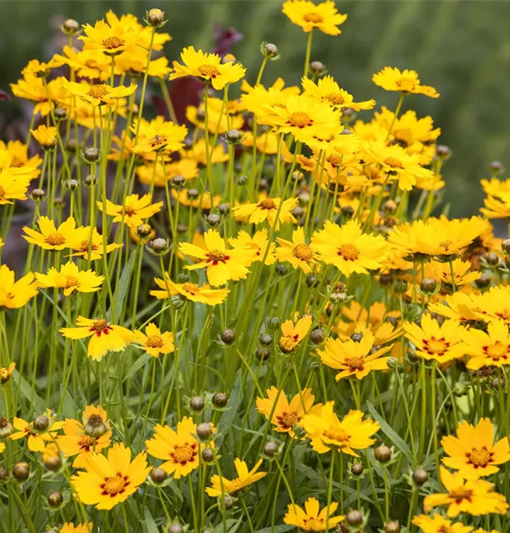 Großblumiges Garten-Mädchenauge