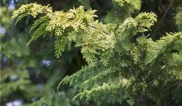 Zum Vergrößern klicken Bildvorschau