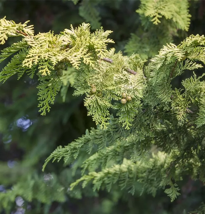 Arizona-Zypresse Arizona-Zypresse