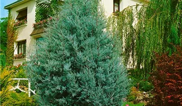 Zum Vergrößern klicken Bildvorschau