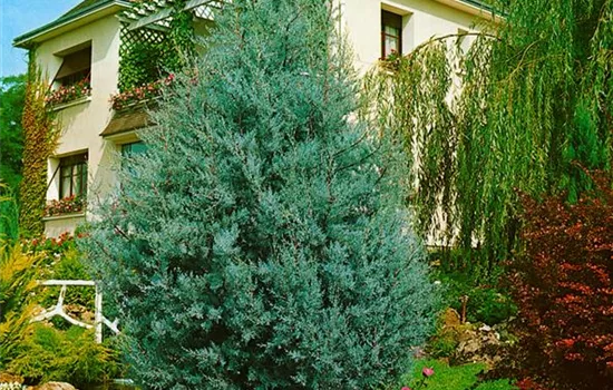 Blaue Arizona-Zypresse 'Glauca' Blaue Arizona-Zypresse 'Glauca'