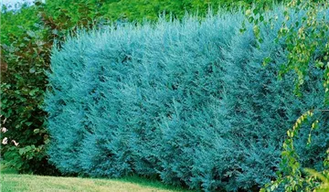 Zum Vergrößern klicken Bildvorschau