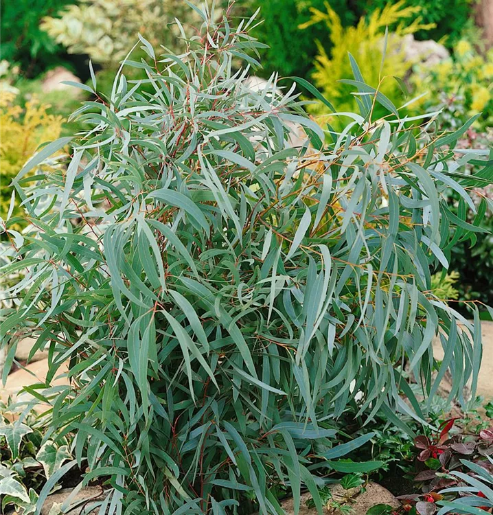 Zitroneneukalyptus