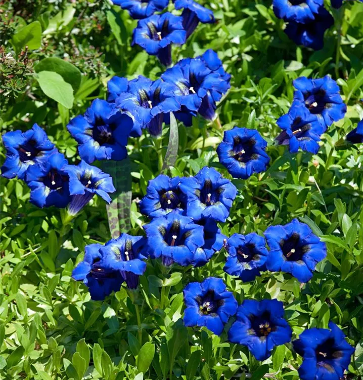 Kurzstängeliger Silikat-Enzian