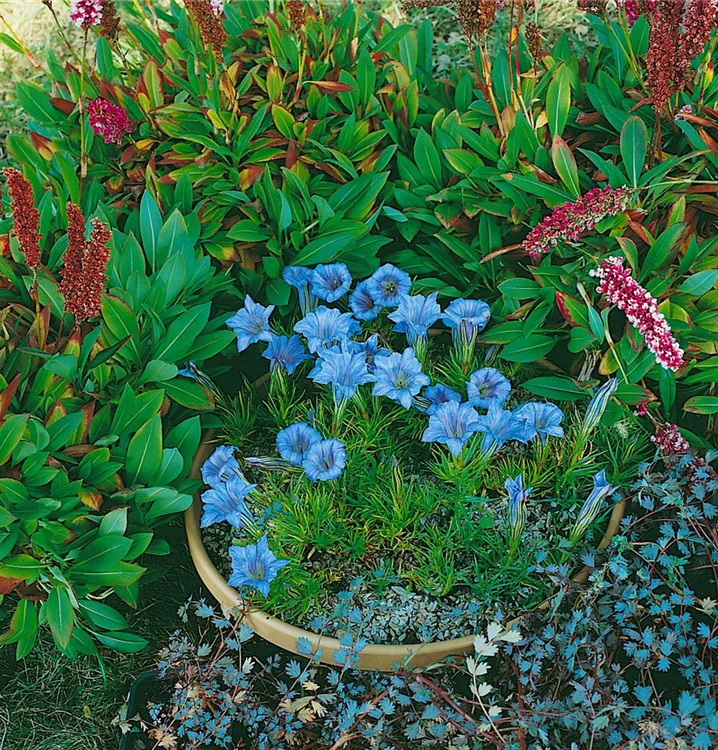 Chinesischer Herbst-Enzian