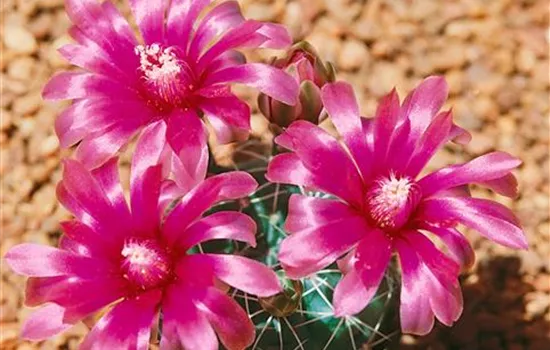 Gymnocalycium 