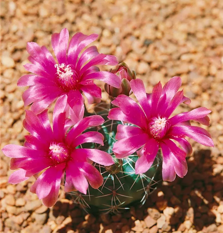 Gymnocalycium 