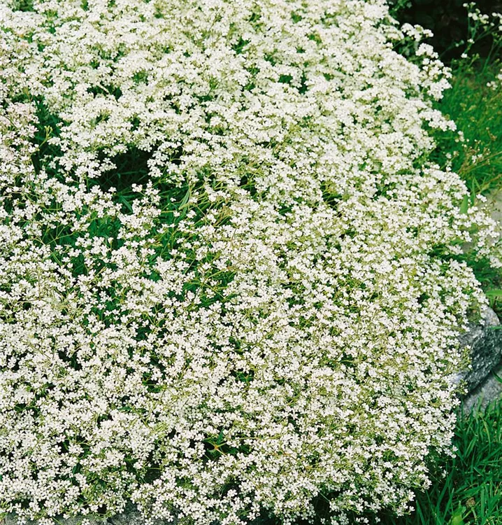 Büschel-Schleierkraut