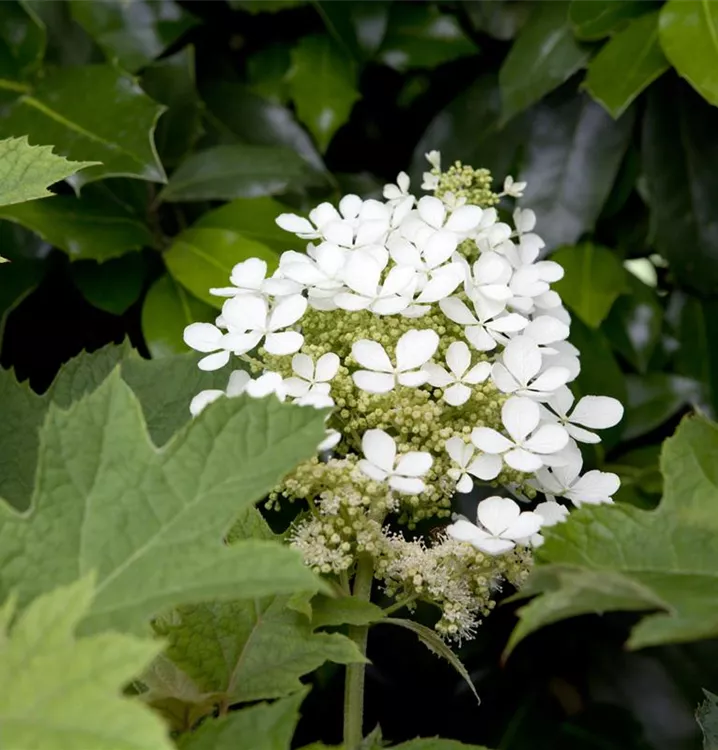 Eichenblättrige Hortensie