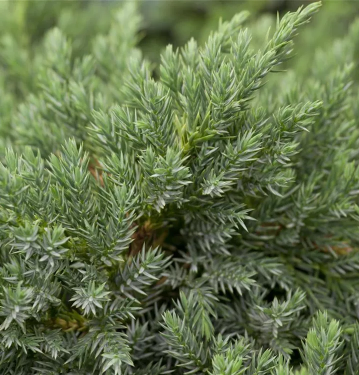 Bodenwacholder 'Blue Carpet'