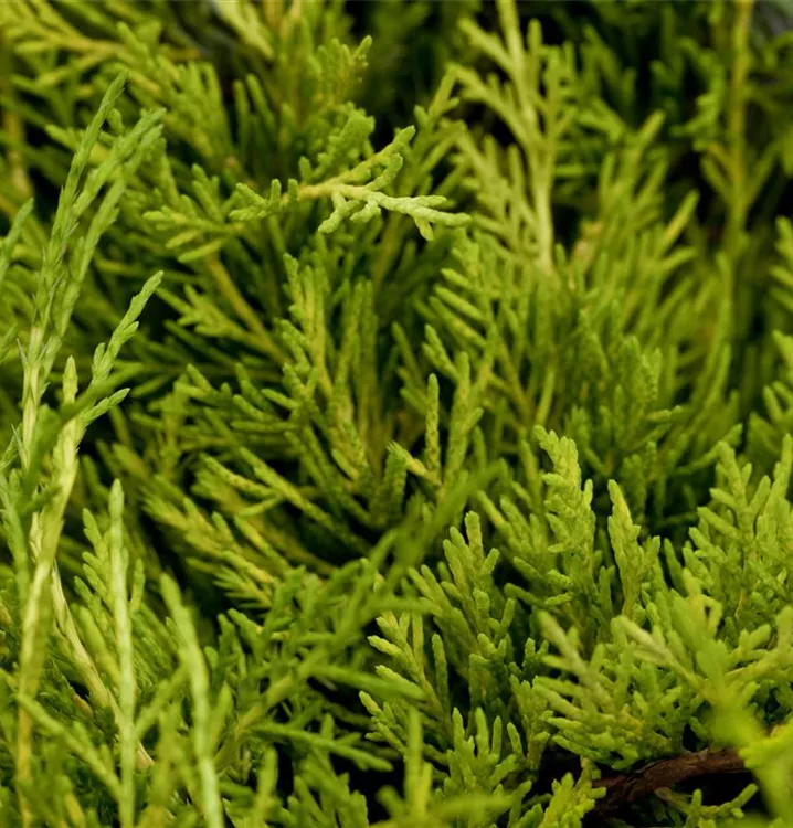 Chinesischer Wacholder 'Golden Saucer'