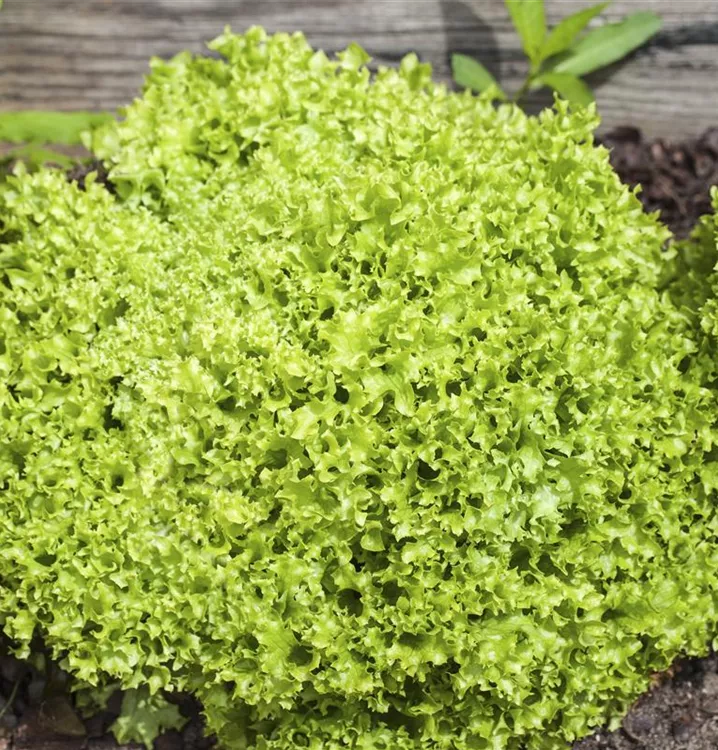 Pflück-Salat