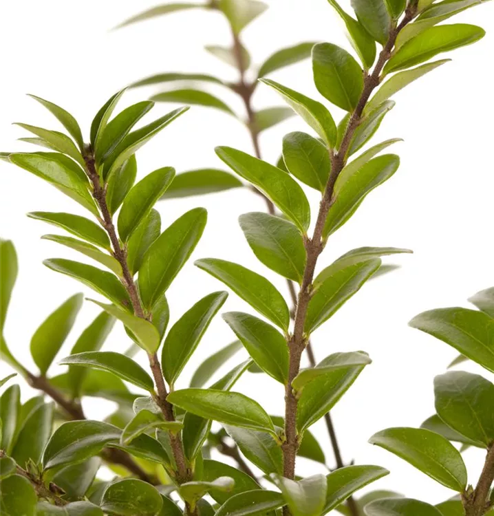 Immergrüne Heckenkirsche