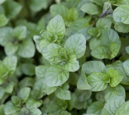 Die Zitronen-Minze: die frische Sonnenanbeterin
