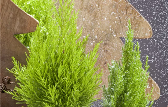 Monterey-Zypresse Monterey-Zypresse