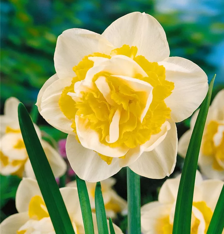 Narzisse 'Double Pam'