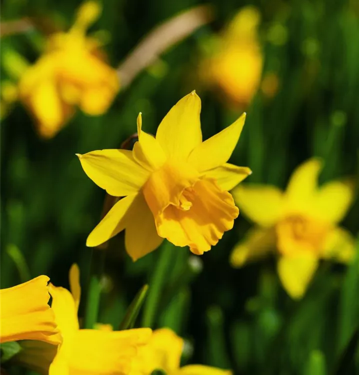 Alpenveilchenartige Garten-Narzisse 'Tête à Tête'