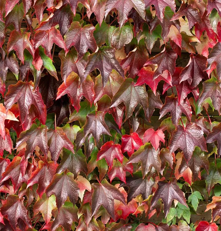 Dreilappige Jungfernrebe