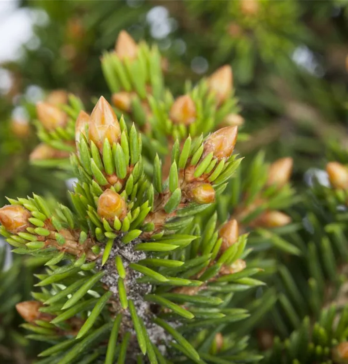 Gewöhnliche Fichte 'Will's Zwerg'