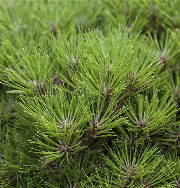 Schwarz-Kiefer 'Marie Brégeon'®