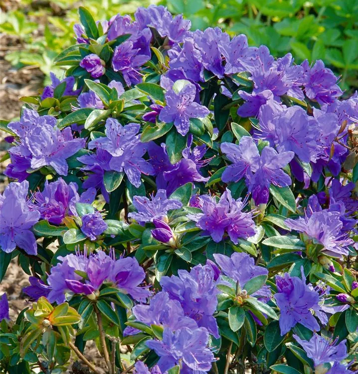 Augustines Rhododendron 'Aquamarin'®