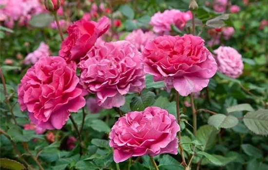 Strauchrose 'Princess Alexandra Renaissance'