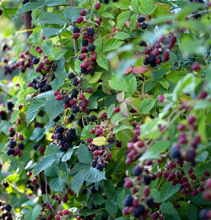 Brombeere 'Thornless Evergreen'