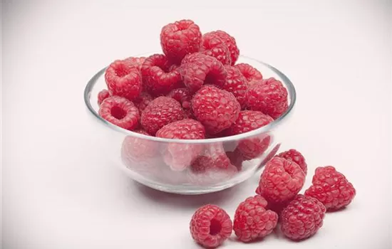 Himbeere 'Aroma-Queen'(s) Himbeere 'Aroma-Queen'(s)