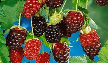 Zum Vergrößern klicken Bildvorschau