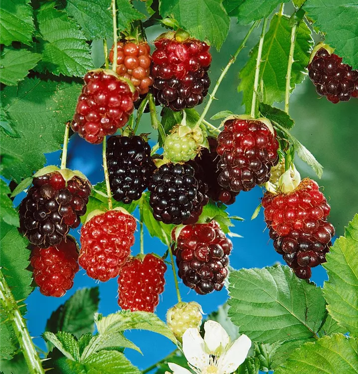 Himbeere 'Bristol' Himbeere 'Bristol'