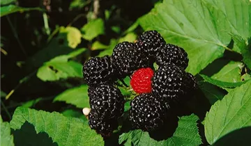 Zum Vergrößern klicken Bildvorschau